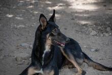 HENRY, Hund, Mischlingshund in Spanien - Bild 12