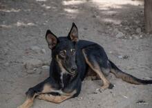HENRY, Hund, Mischlingshund in Spanien - Bild 14