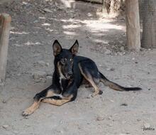 HENRY, Hund, Mischlingshund in Spanien - Bild 17
