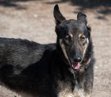HENRY, Hund, Mischlingshund in Spanien - Bild 19