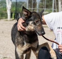 HENRY, Hund, Mischlingshund in Spanien - Bild 21