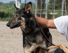 HENRY, Hund, Mischlingshund in Spanien - Bild 23