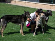 HENRY, Hund, Mischlingshund in Spanien - Bild 24