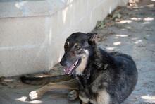 HENRY, Hund, Mischlingshund in Spanien - Bild 26