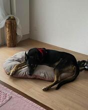 HENRY, Hund, Mischlingshund in Spanien - Bild 4