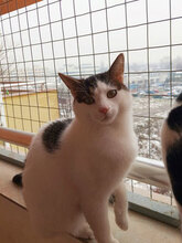 PIERRE, Katze, Hauskatze in Bulgarien - Bild 3
