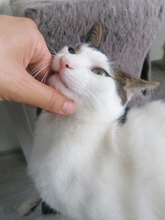 PIERRE, Katze, Hauskatze in Bulgarien - Bild 8
