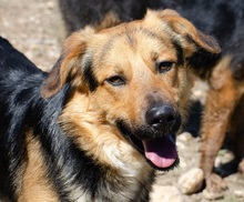 SKIP, Hund, Mischlingshund in Griechenland - Bild 1