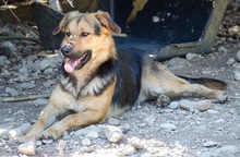SKIP, Hund, Mischlingshund in Griechenland - Bild 2