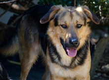 SKIP, Hund, Mischlingshund in Griechenland - Bild 4