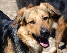 SKIP, Hund, Mischlingshund in Griechenland - Bild 6