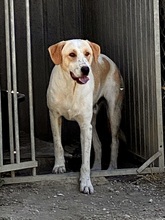 CAMPARI, Hund, Mischlingshund in Italien - Bild 4