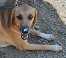 SAHARA, Hund, Mischlingshund in Griechenland - Bild 1