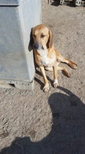 SAHARA, Hund, Mischlingshund in Griechenland - Bild 2