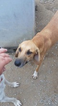 SAHARA, Hund, Mischlingshund in Griechenland - Bild 3