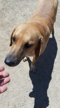 SAHARA, Hund, Mischlingshund in Griechenland - Bild 4