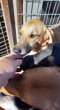 SAHARA, Hund, Mischlingshund in Griechenland - Bild 5