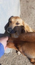 SAHARA, Hund, Mischlingshund in Griechenland - Bild 6