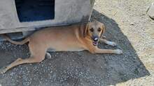 SAHARA, Hund, Mischlingshund in Griechenland - Bild 7