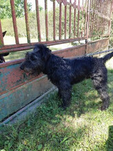 Tierheim Hunde suchen und finden Jack Russel Schnauzer Mix TICO, (Rüde) Zuhause gefunden