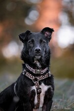 LOKI, Hund, Terrier-Mix in Peterslahr - Bild 1
