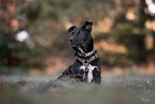 LOKI, Hund, Terrier-Mix in Peterslahr - Bild 3