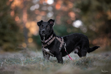 LOKI, Hund, Terrier-Mix in Peterslahr - Bild 4