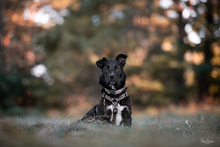 LOKI, Hund, Terrier-Mix in Peterslahr - Bild 8