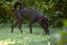 HEINZ, Hund, Mischlingshund in Gelsenkirchen - Bild 4