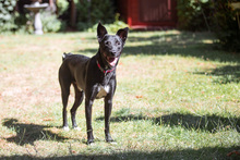 HEINZ, Hund, Mischlingshund in Gelsenkirchen - Bild 8