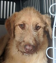 Tierheim Hunde suchen und finden Jack Russel Schnauzer Mix TICO, (Rüde) Zuhause gefunden