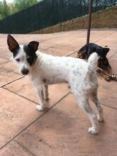 ODINE, Hund, Mischlingshund in Spanien - Bild 3