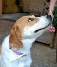 ARIADNE, Hund, Mischlingshund in Griechenland - Bild 11