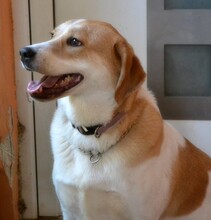 ARIADNE, Hund, Mischlingshund in Griechenland - Bild 12