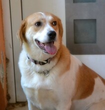 ARIADNE, Hund, Mischlingshund in Griechenland - Bild 13