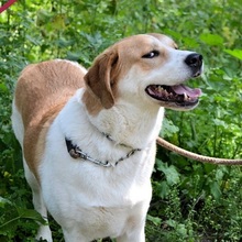 ARIADNE, Hund, Mischlingshund in Griechenland - Bild 14