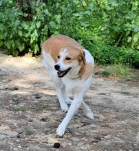 ARIADNE, Hund, Mischlingshund in Griechenland - Bild 15