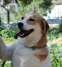 ARIADNE, Hund, Mischlingshund in Griechenland - Bild 18
