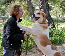 ARIADNE, Hund, Mischlingshund in Griechenland - Bild 2