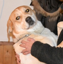 ARIADNE, Hund, Mischlingshund in Griechenland - Bild 5