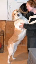ARIADNE, Hund, Mischlingshund in Griechenland - Bild 7