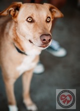 JHON, Hund, Labrador-Podenco-Mix in Bargteheide - Bild 1