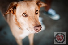 JHON, Hund, Labrador-Podenco-Mix in Bargteheide - Bild 4