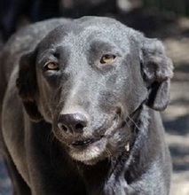 TESSA, Hund, Mischlingshund in Griechenland - Bild 1
