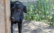 TESSA, Hund, Mischlingshund in Griechenland - Bild 2