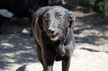 TESSA, Hund, Mischlingshund in Griechenland - Bild 3