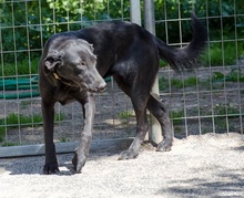 TESSA, Hund, Mischlingshund in Griechenland - Bild 4
