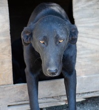 TESSA, Hund, Mischlingshund in Griechenland - Bild 6