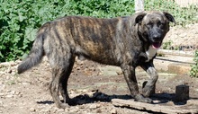 NIKITAS, Hund, Mischlingshund in Griechenland - Bild 10