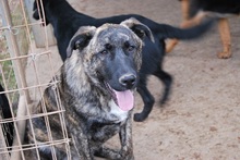 NIKITAS, Hund, Mischlingshund in Griechenland - Bild 3